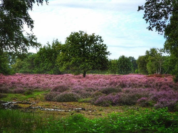 Met de fiets langs de bloeiende heide - Foto: Femmie Smink