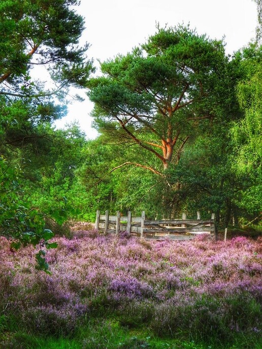 Met de fiets langs de bloeiende heide - Foto: Femmie Smink