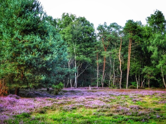Met de fiets langs de bloeiende heide - Foto: Femmie Smink