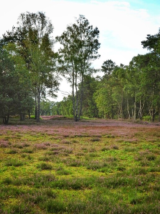 Met de fiets langs de bloeiende heide - Foto: Femmie Smink
