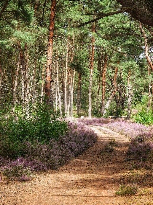 Een natuurbegraafplaats is echt niet saai - Foto: Femmie Smink