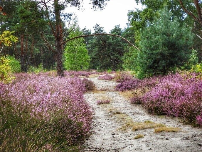 Een natuurbegraafplaats is echt niet saai - Foto: Femmie Smink
