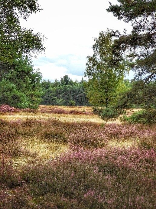 Een natuurbegraafplaats is echt niet saai - Foto: Femmie Smink