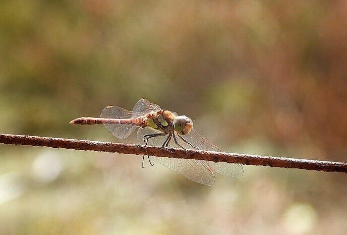 Een natuurbegraafplaats is echt niet saai - Foto: Femmie Smink