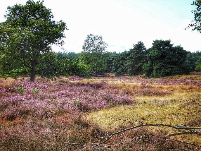 Een natuurbegraafplaats is echt niet saai - Foto: Femmie Smink