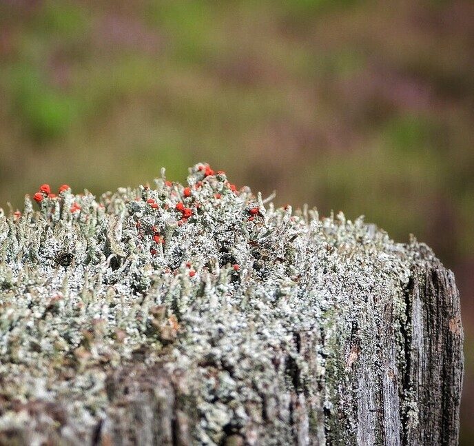 Een natuurbegraafplaats is echt niet saai - Foto: Femmie Smink