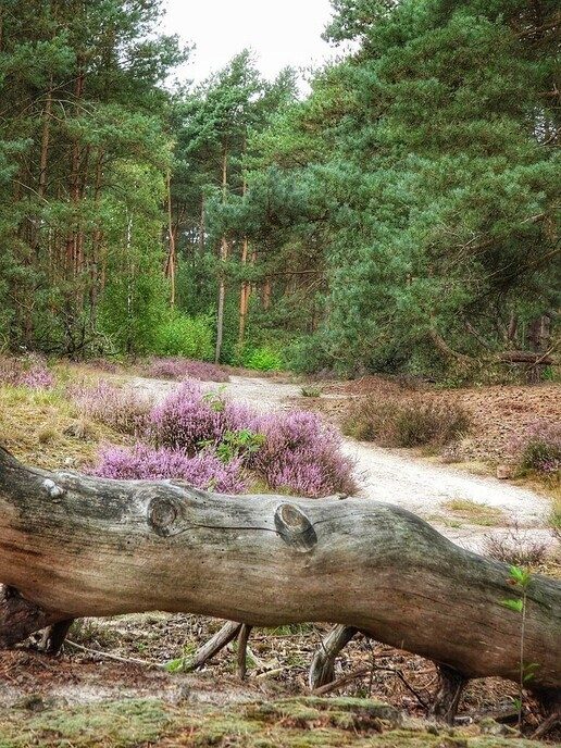 Een natuurbegraafplaats is echt niet saai - Foto: Femmie Smink