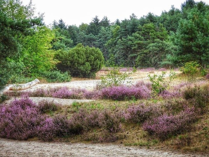 Een natuurbegraafplaats is echt niet saai - Foto: Femmie Smink