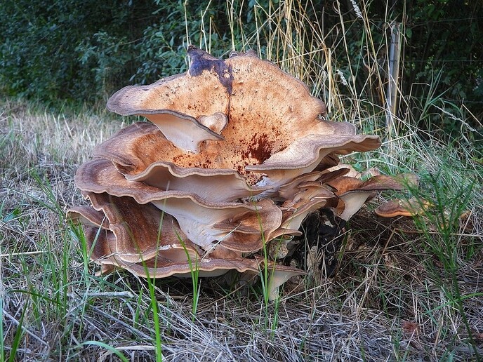 Natuurfotograaf bijt zich vast in de omgeving - Foto: Femmie Smink