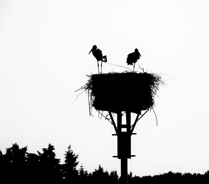 Natuurfotograaf bijt zich vast in de omgeving - Foto: Femmie Smink