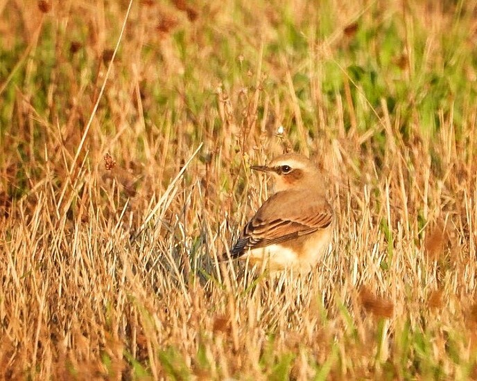 Natuurfotograaf bijt zich vast in de omgeving