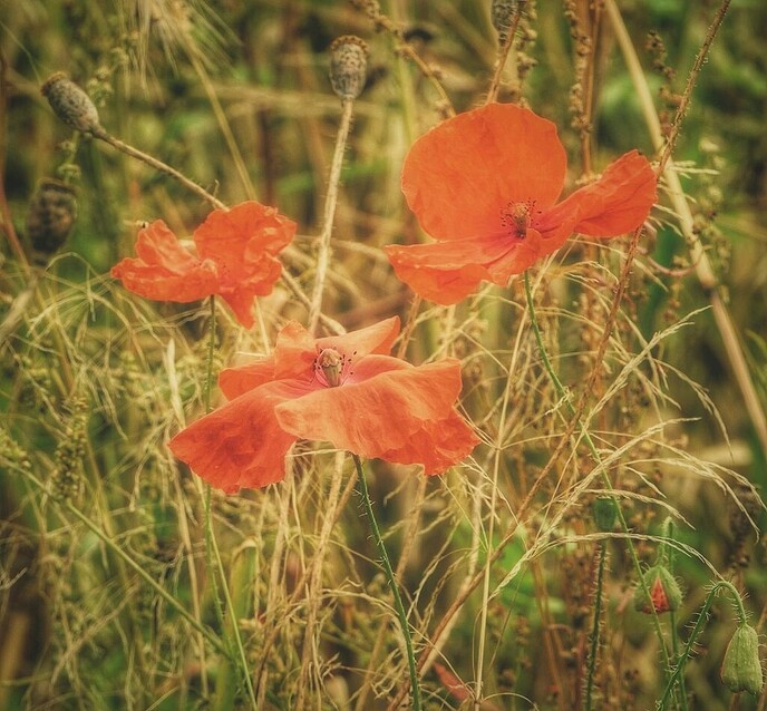 Bloemrijke percelen - Foto: Femmie Smink