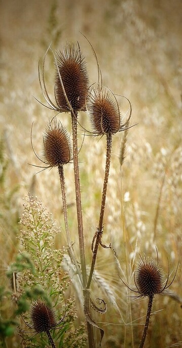 Bloemrijke percelen - Foto: Femmie Smink