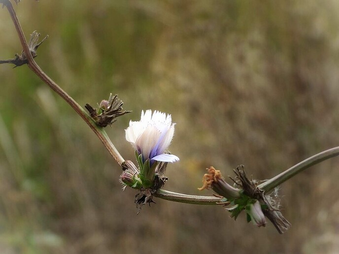 Bloemrijke percelen - Foto: Femmie Smink