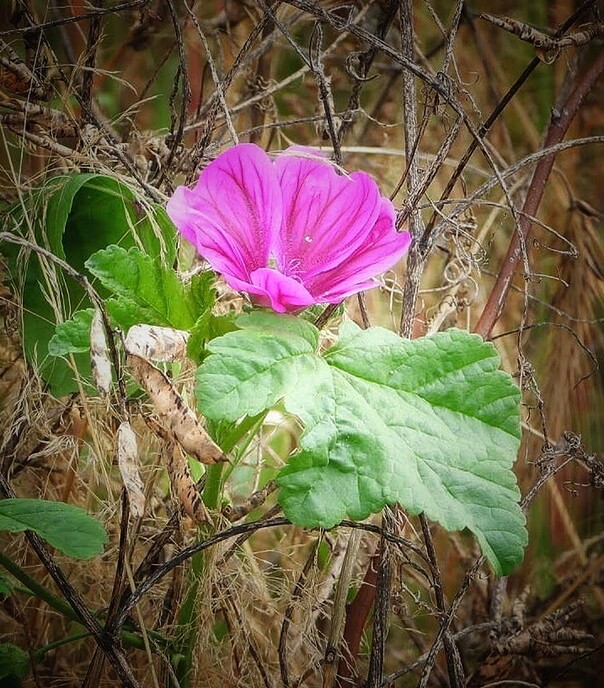 Bloemrijke percelen - Foto: Femmie Smink