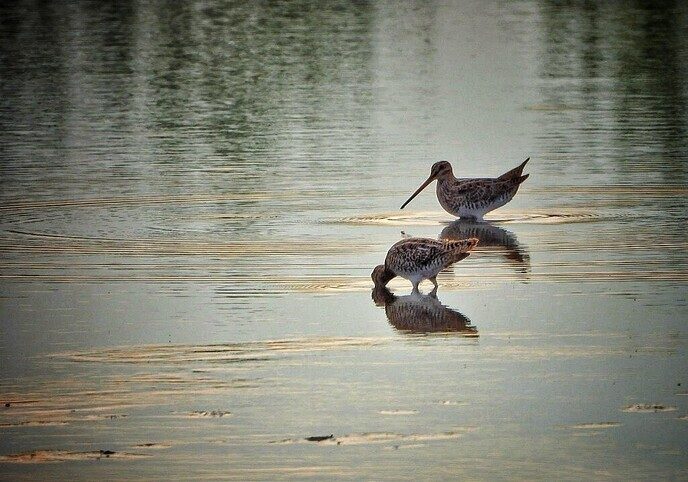 Unieke waarneming van watersnip bij De Maat in Nieuwleusen - Foto: Femmie Smink