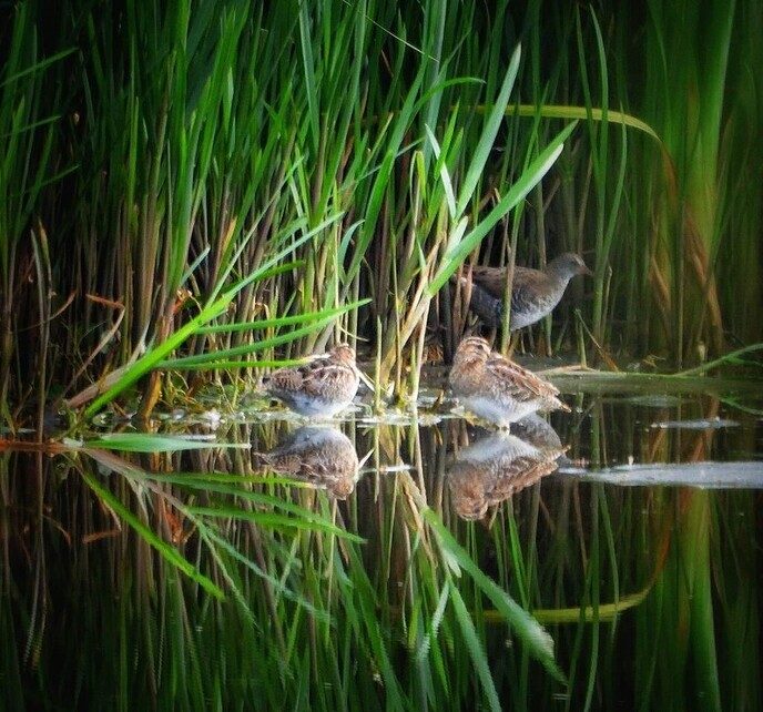 Unieke waarneming van watersnip bij De Maat in Nieuwleusen - Foto: Femmie Smink