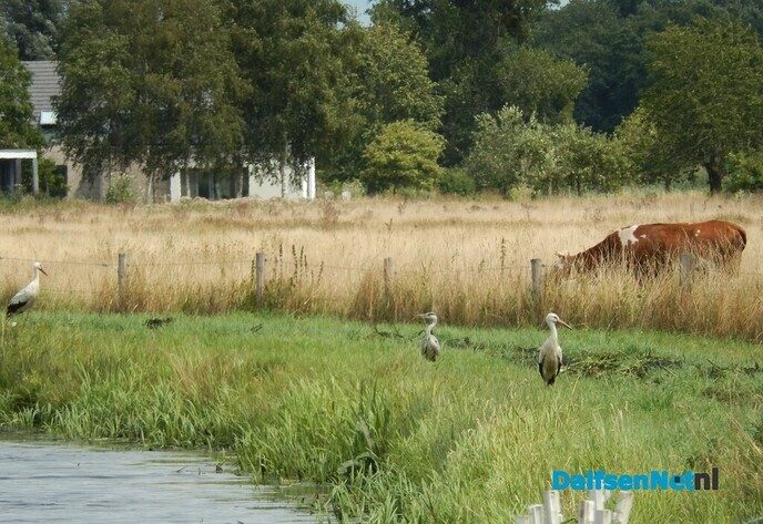 Als de kippen erbij - Foto: Willy