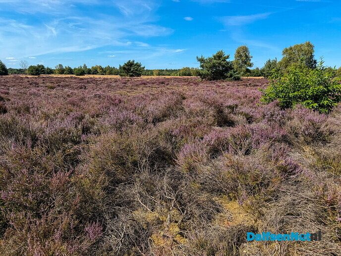 Op zoek naar paarse heidevelden - Foto: Ruud Montagne