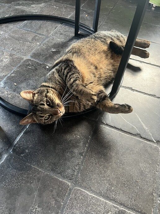 Poes Gremlin en kater Molletje vermist - Foto: Ingezonden foto