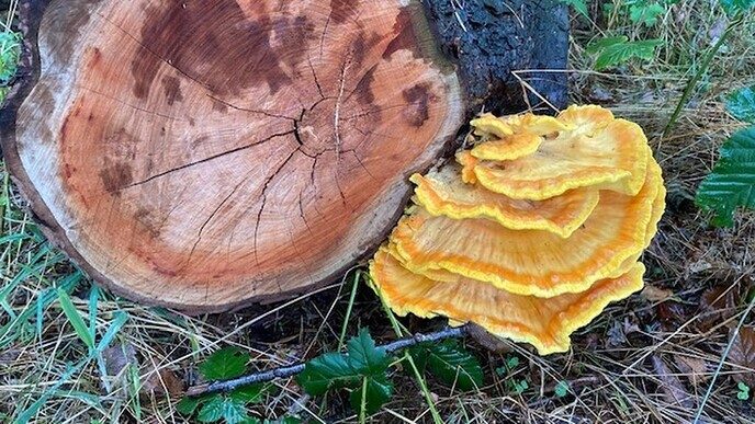 Hoe mooi kan het zijn - Foto: Eigen geleverde foto