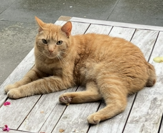 Kater vermist