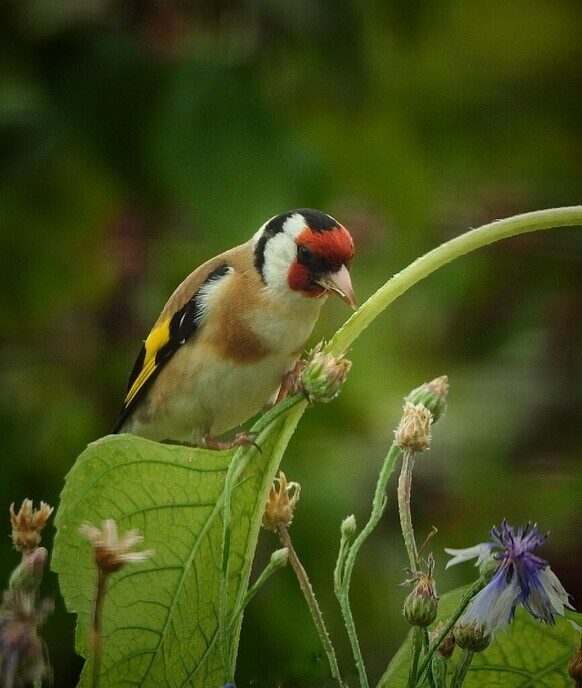 De distelvink met die mooie strepen - Foto: Femmie Smink