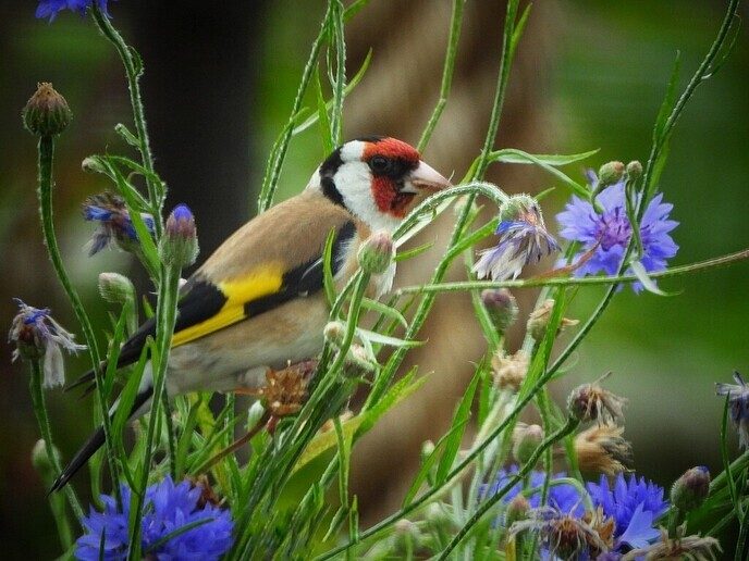 De distelvink met die mooie strepen - Foto: Femmie Smink
