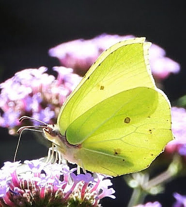Een afwisselende serie foto’s van onze natuurfotograaf - Foto: Femmie Smink
