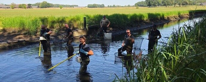 Waterschap vissen overzetten door droogte