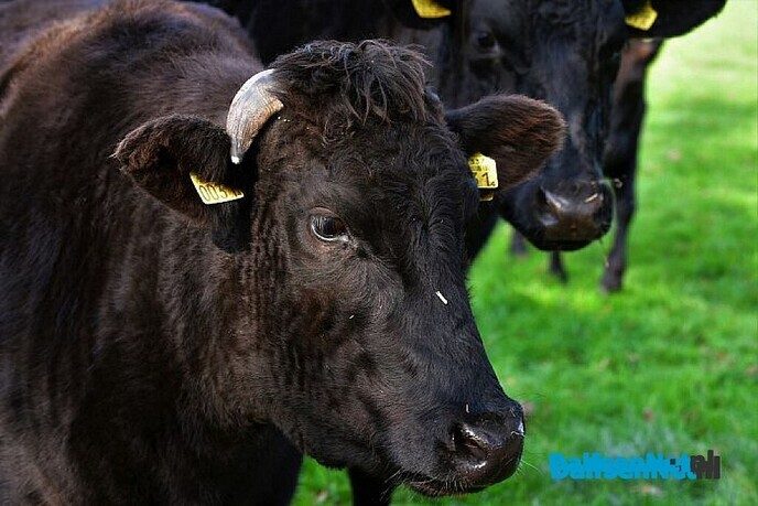 Alweer bier halen? - Foto: Willy