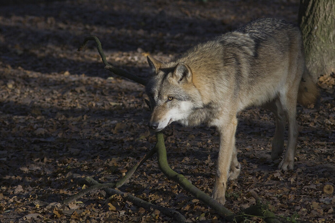 Wolf gezien in het Vechtdal - Foto: Ingezonden foto