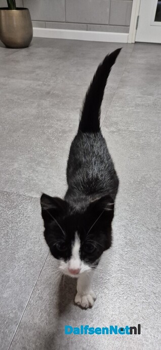 Jonge poes aan komen lopen