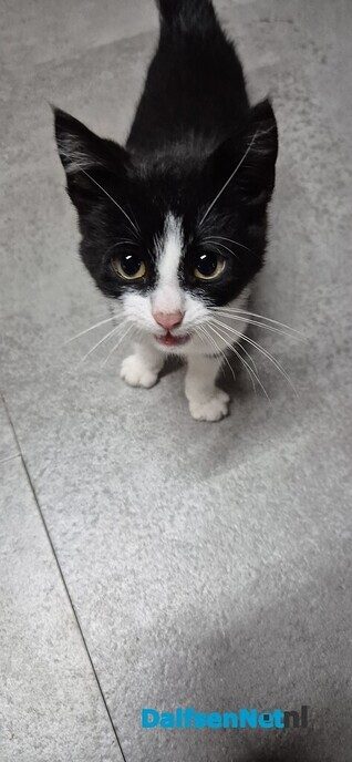 Jonge poes aan komen lopen - Foto: Ingezonden foto