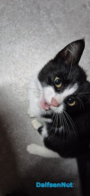 Jonge poes aan komen lopen - Foto: Ingezonden foto