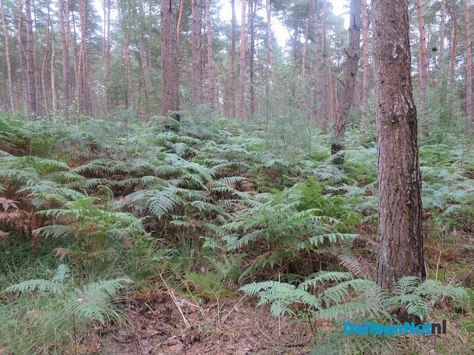 Vanaf Hoonhorst struinen door de bossen - Foto: Wim