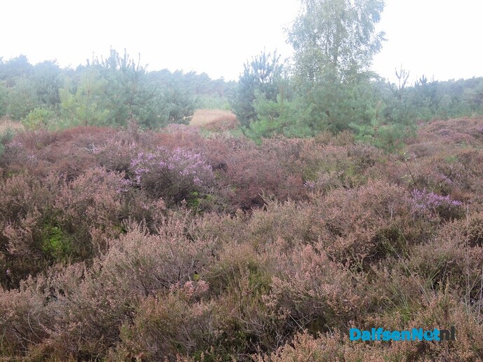 Vanaf Hoonhorst struinen door de bossen - Foto: Wim