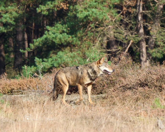 Wolf gesignaleerd op Rechteren - Foto: Ingezonden foto