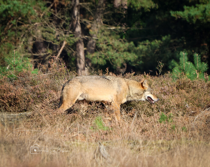 Wolf gesignaleerd op Rechteren - Foto: Ingezonden foto