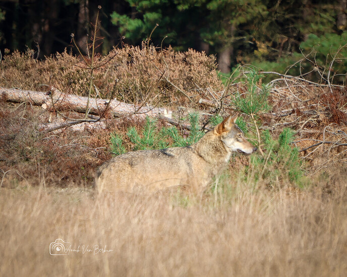Wolf gesignaleerd op Rechteren - Foto: Ingezonden foto