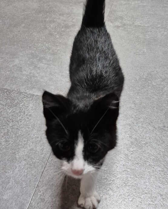 Jonge poes aankomen lopen
