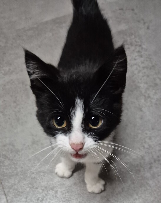  Jonge poes aankomen lopen - Foto: Ingezonden foto
