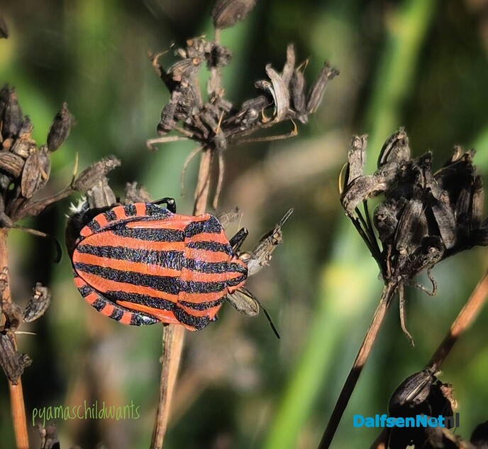 Kleine natuurwonderen in Nieuwleusen