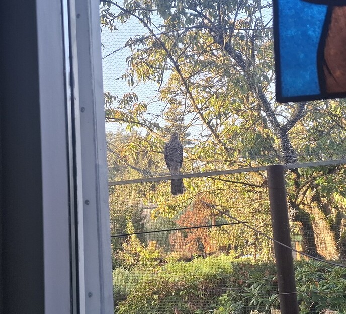 Grote roofvogel op ut hok