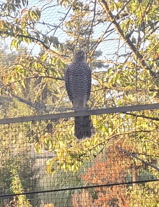 Grote roofvogel op ut hok - Foto: Gruune Jopie