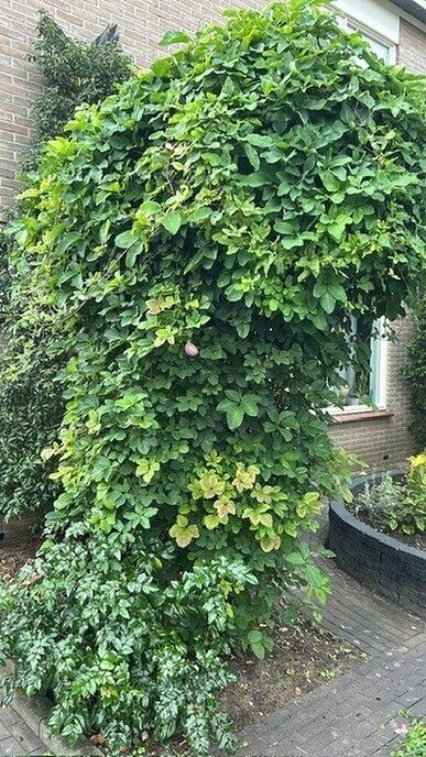 Zeldzaam verschijnsel - Foto: Ingezonden foto