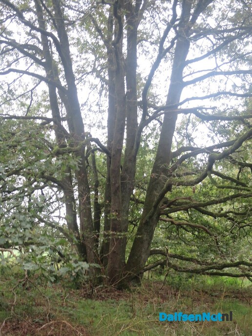 Vanaf Hoonhorst struinen door de bossen - Foto: Wim