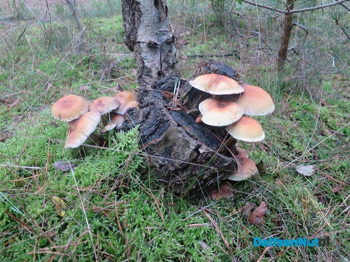 Vanaf Hoonhorst struinen door de bossen - Foto: Wim