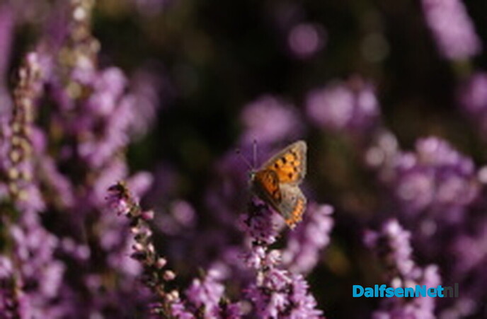 Natuurbegraafplaats Hoogengraven organiseert een Inspiratiedag - Foto: Ingezonden foto