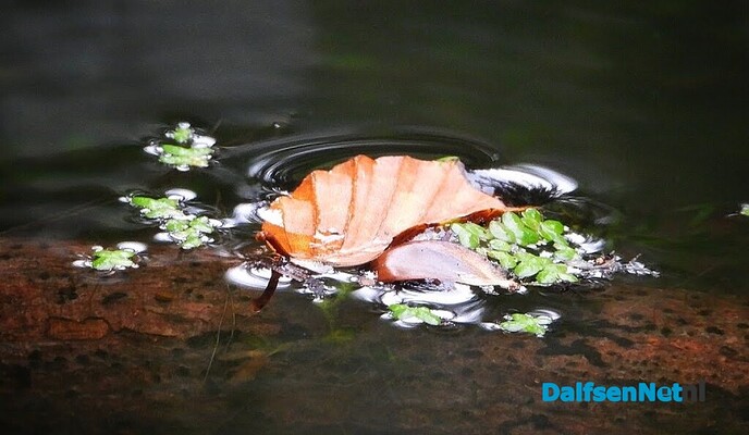 Wachten op paddenstoelen in het Waterloopbos - Foto: Femmie Smink